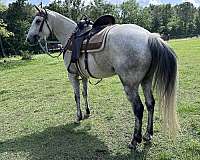 fleabitten-gray-quarter-pony