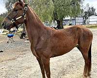 chestnut-all-around-athletic-horse