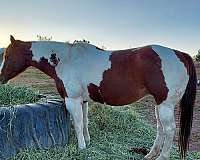 apha-mare-in-foal-paint-horse