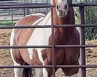 broodmare-in-foal-paint-horse