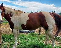 apha-mare-in-foal-paint-horse