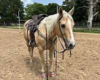 quarter-horse-for-sale