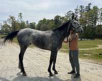 all-around-thoroughbred-horse