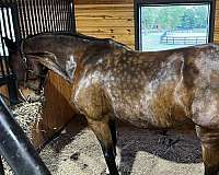 foundation-belgian-warmblood-horse