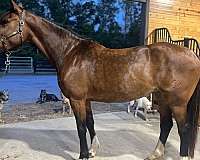 sidesaddle-belgian-warmblood-horse