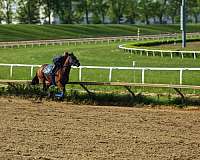 bay-white-dappled-sock-horse