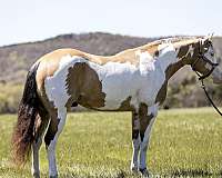 buckskin-overo-4-stockings-horse
