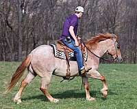 friesian-horse