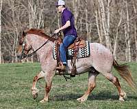 lexy-friesian-horse