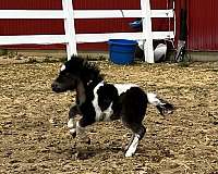 miniature-pony-filly-mare