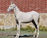 black-isabelo-andalusian-colt-stallion