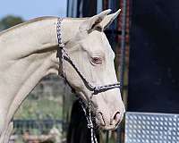 black-isabelo-breeding-stallion-horse