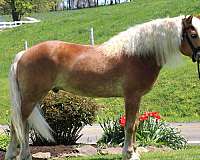 chestnut-white-mane-tail-horse