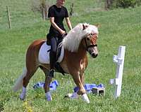 athletic-haflinger-horse