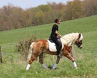 companion-haflinger-horse