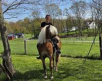 driving-haflinger-horse