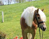 dressage-haflinger-horse