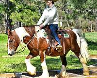 western-gypsy-vanner-horse