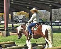 bombproof-gypsy-vanner-horse