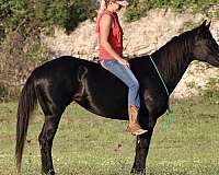 bareback-quarter-horse