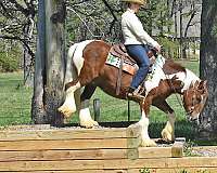 beginner-safe-gypsy-vanner-horse