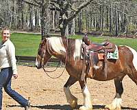 athletic-gypsy-vanner-horse