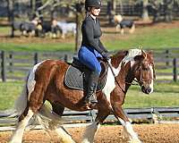 all-around-gypsy-vanner-horse