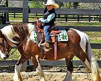 family-gypsy-vanner-horse