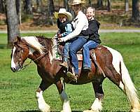 gelding-gypsy-vanner-horse