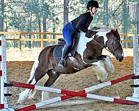 gentle-gypsy-vanner-horse