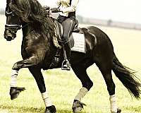 black-perfo-horse