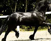 friesians-horse