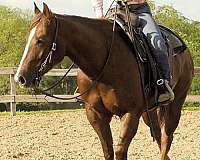 sorrel-money-winner-horse