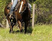 sorrel-ranch-horse