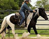 jumping-gypsy-vanner-horse