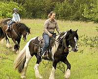 piebald-black-whitepiebald-horse