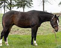 millersburg-horse