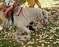 loving-shetland-pony