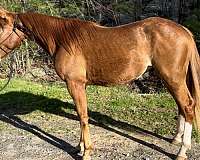 black-type-pedigree-horse