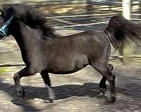 feminine-miniature-horse