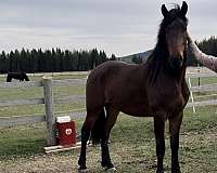 12-friesian-half-arabian-horse