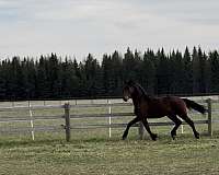 aladdin-half-arabian-horse