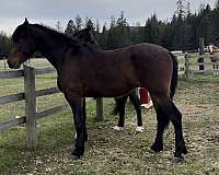 bred-to-half-arabian-horse