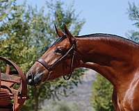 chestnut-pre-mare-foal