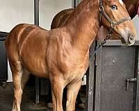 pre-mare-andalusian-horse