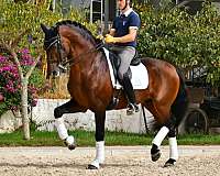 big-mover-andalusian-horse