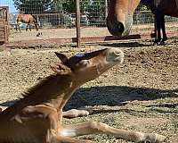embryo-andalusian-horse