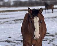 blue-eyes-stocking-legs-zebra-stripes-horse