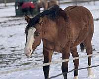 dunskin-blue-eyes-stocking-legs-zebra-stripes-horse