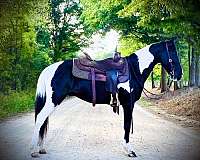 husband-safe-spotted-saddle-horse